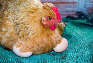 Don’t Count Your Chickens Before They Hatch!